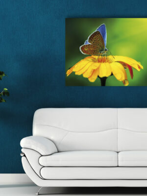 Quadro moderno "GRAZIOSA FARFALLA SU FIORE"