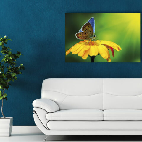 Quadro moderno "GRAZIOSA FARFALLA SU FIORE"