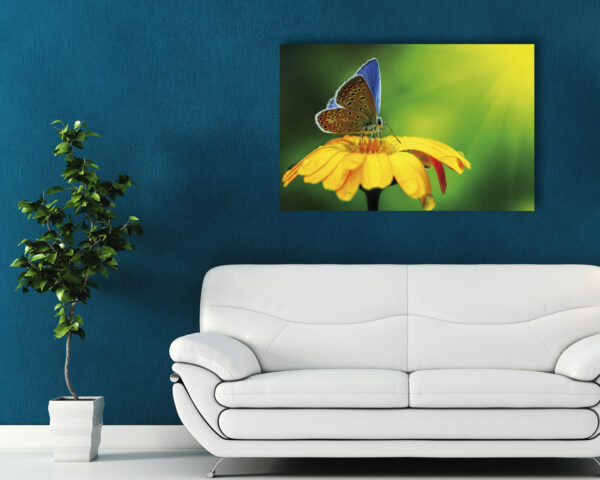 Quadro moderno "GRAZIOSA FARFALLA SU FIORE"
