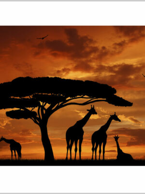 Stampa su tela-africa