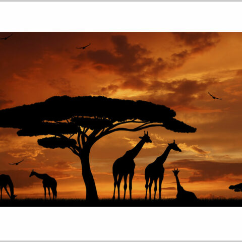 Stampa su tela-africa