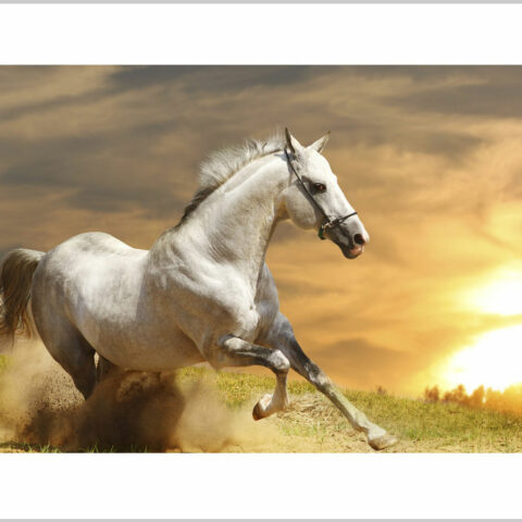 Stampa su tela-cavallo che corre