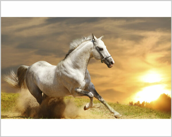 Quadro moderno "CAVALLO BIANCO CHE CORRE"
