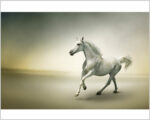 Quadro moderno animali "CAVALLO BIANCO AL GALOPPO" - Stampa su tela