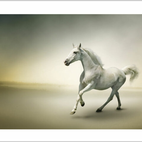 Stampa su tela-cavallo