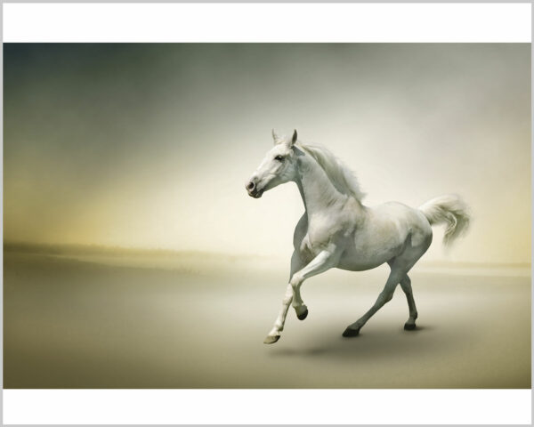 Quadro moderno animali "CAVALLO BIANCO AL GALOPPO" - Stampa su tela
