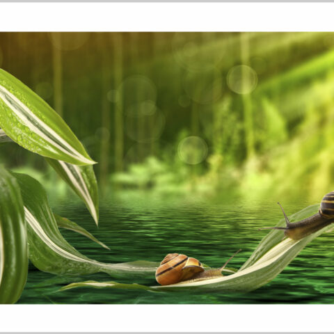 Stampa su tela-chiocciole