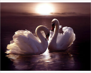 Stampa su tela-cigni