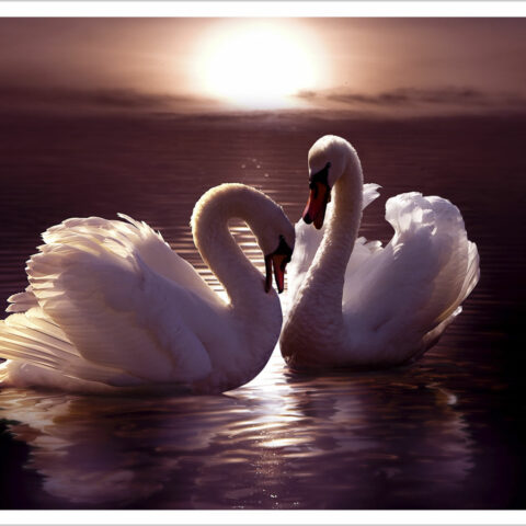 Stampa su tela-cigni