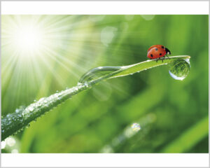 Stampa su tela - coccinella