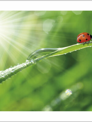 Stampa su tela - coccinella