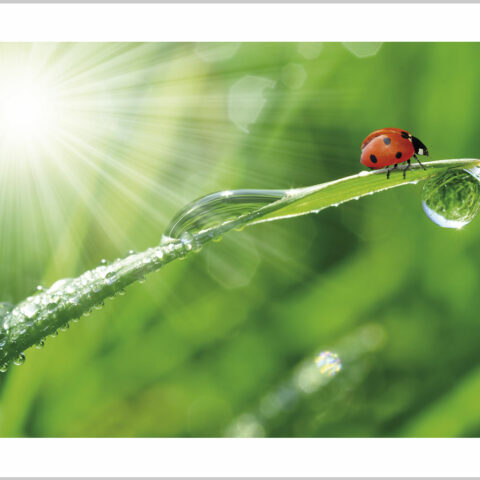 Stampa su tela - coccinella