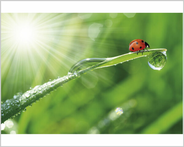 Quadro moderno animali "COCCINELLA SU UNA FOGLIA" - Stampa su tela