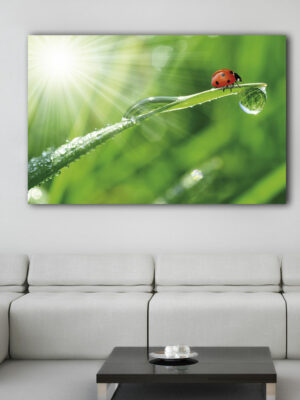 Quadro moderno animali "COCCINELLA SU UNA FOGLIA" - Stampa su tela