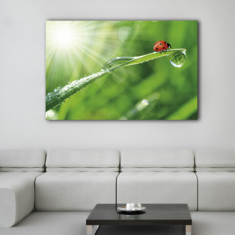 Quadro moderno animali "COCCINELLA SU UNA FOGLIA" - Stampa su tela