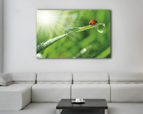 Quadro moderno animali "COCCINELLA SU UNA FOGLIA" - Stampa su tela