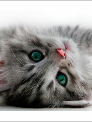 Stampa su tela-gattino