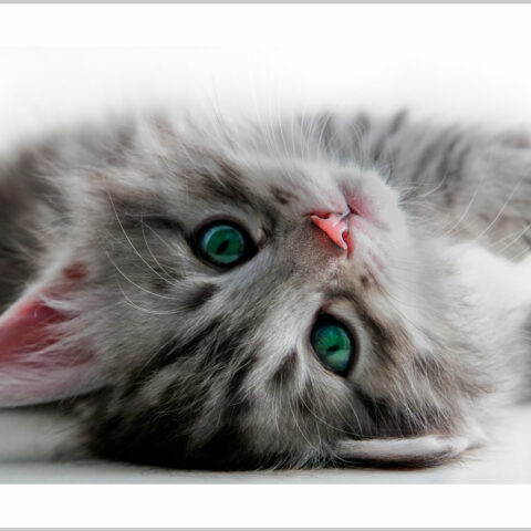 Stampa su tela-gattino