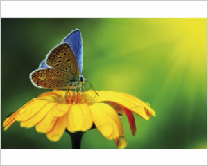 Stampa su tela-farfalla