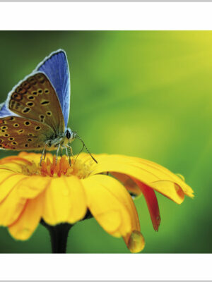 Stampa su tela-farfalla