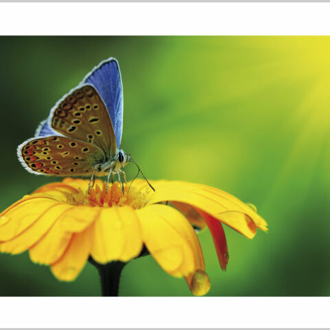 Stampa su tela-farfalla