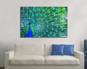 Quadro moderno animali "UNO SPLENDIDO PAVONE" - Stampa su tela