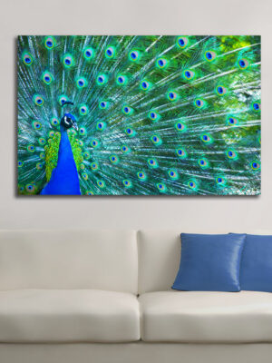 Quadro moderno animali "UNO SPLENDIDO PAVONE" - Stampa su tela