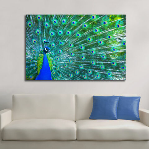 Quadro moderno animali "UNO SPLENDIDO PAVONE" - Stampa su tela