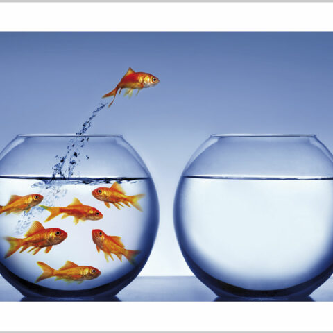 Stampa su tela- pesciolini