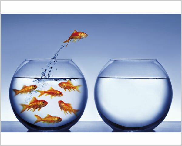 Quadro moderno animali "PESCI ROSSI NELLA BOCCIA" - Stampa su tela