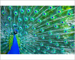 Stampa su tela - pavone