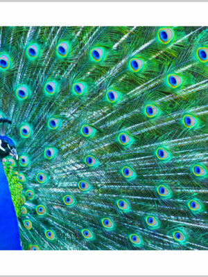 Stampa su tela - pavone