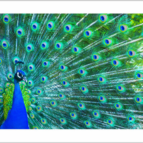 Stampa su tela - pavone