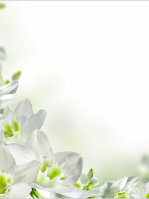 candidi-fiori-bianchi