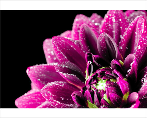 Quadro moderno fiori "GOCCE SU UNA DALIA" - Stampa su tela