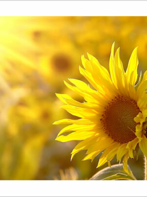 ridente girasole