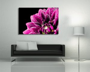 Stampa su tela - gocce di pioggia su dalia