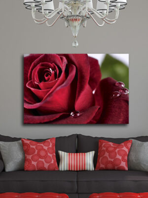 Quadro moderno fiori "GOCCE DI RUGIADA SU ROSA" - Stampa su tela