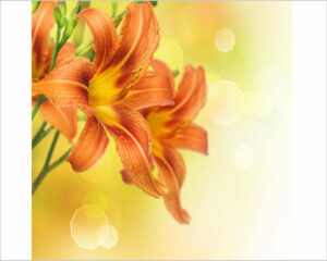 lilium-arancio
