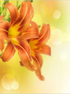 lilium-arancio