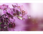Quadro moderno fiori "ORCHIDEE SULL'ACQUA" - Stampa su tela