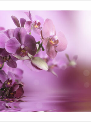 orchidee nell’acqua