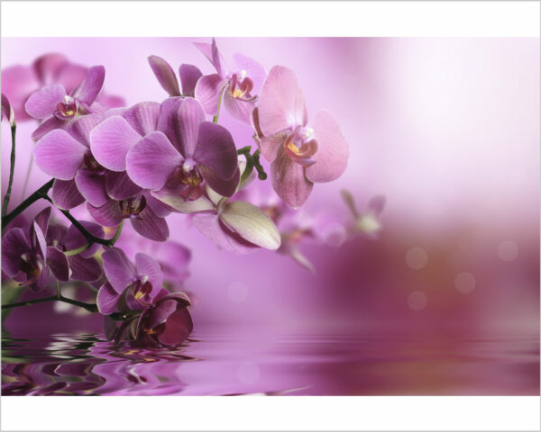 Quadro moderno fiori "ORCHIDEE SULL'ACQUA" - Stampa su tela