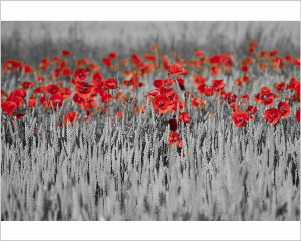 Quadro moderno natura "CAMPO DI PAPAVERI ROSSI" - Stampa su tela