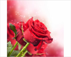 rose-rosse
