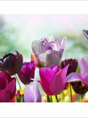 variopinti-tulipani