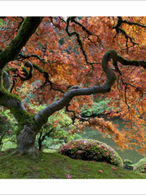 acero in un giardino giapponese