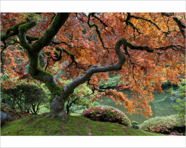 Quadro moderno natura "ACERO GIAPPONESE" - Stampa su tela