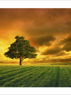 albero-su un-prato verde