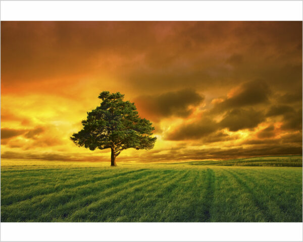 Quadro moderno natura "ALBERO SU PRATO VERDE" - Stampa su tela